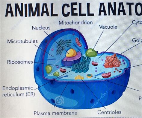 Animal Cell Model Labeled Animalqf