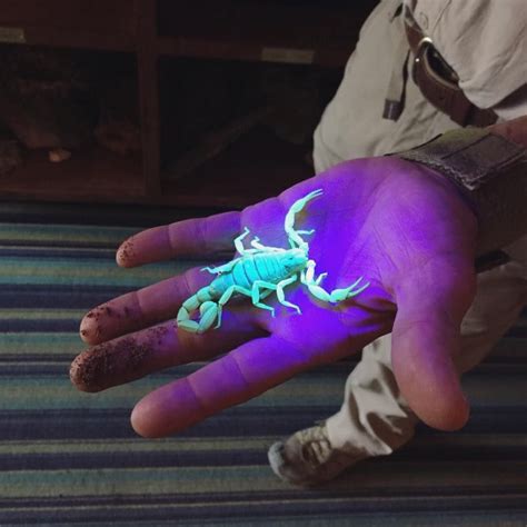 Ultraviolet Light Reveals That Scorpions Glow According To Fossils