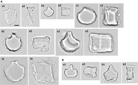 Silicified Bulliform Cells Of Poaceae Morphological Characteristics
