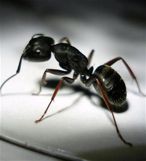 Check spelling or type a new query. Carpenter Ants | Wildwoods Pest Control