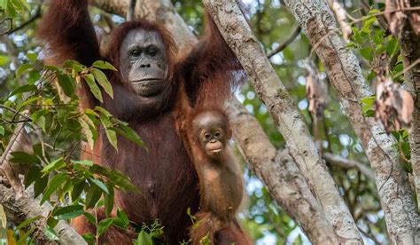 Orangutan Behaviour Orangutan Foundation International Australia