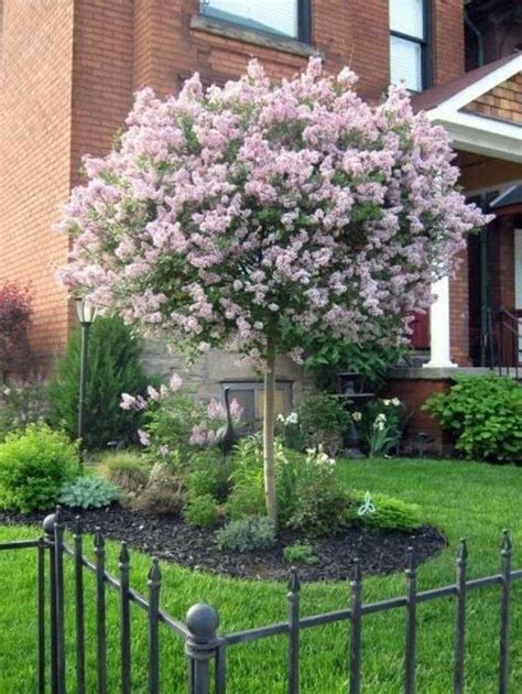 Beautiful Dwarf Lilac Trees For Your Garden Front Yard Landscaping