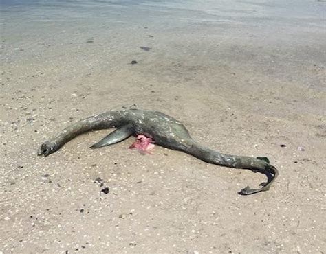 Mystery Sea Creature Carcass Washes Up On Georgia Beach
