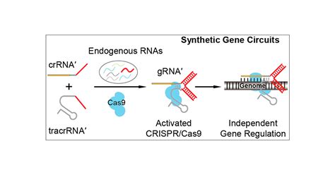 Building Endogenous Gene Connections Through Rna Self Assembly