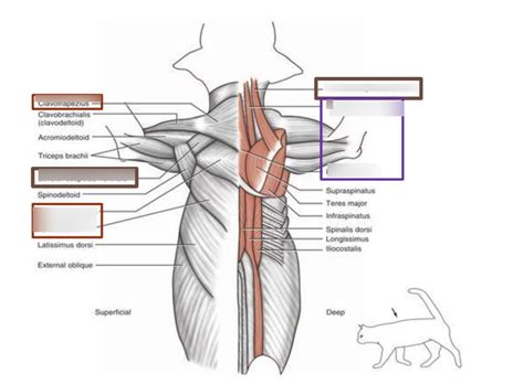 tetrapod pectroal muscles Diagram | Quizlet