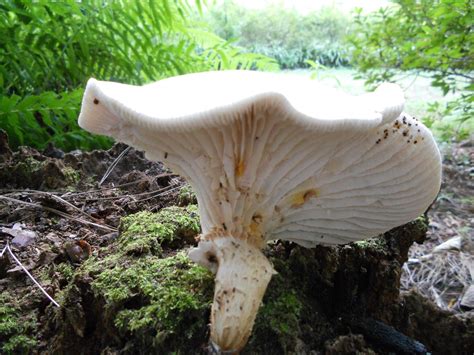 Oyster Mushroom Mushroom Hunting And Identification Shroomery