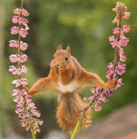 Chitchat Shocked Squirrel Wins Comedy Wildlife Photography Awards