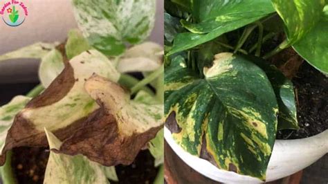 8 Causes Of Pothos Leaves Turning Brown And How To Fix It Garden