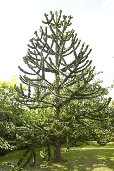 The tree is native to the andes mountains of south america and is an endangered species in its native habitat. Monkey Puzzle Tree - Araucaria Araucana - Monkey Puzzle ...