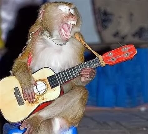 Funny Animals Playing Guitar Latest Pictures Funny And