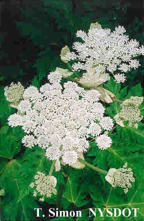 Giant Hogweed