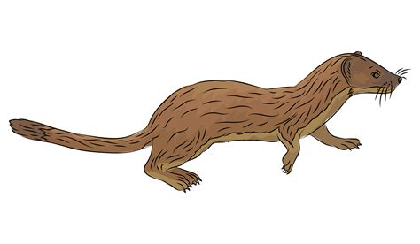 Weasel Clipart 228019 Illustration By Lal Perera Clip Art Library