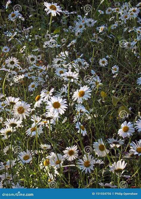 Ox Eye Daisies Growing Wild In A Summer Meadow In Bright Sunlight Stock