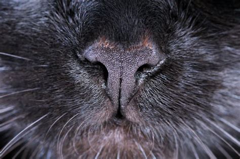 Black Cat Nose Macro Shooting Stock Image Image Of Indoors Hair