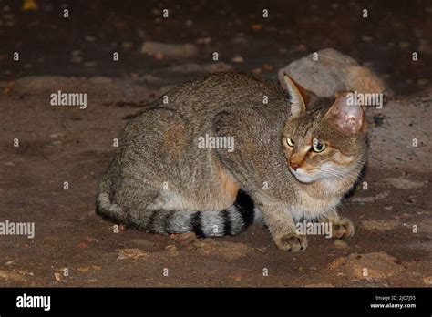 Afrikanische Falbkatze African Wildcat Felis Lybica Stock Photo Alamy