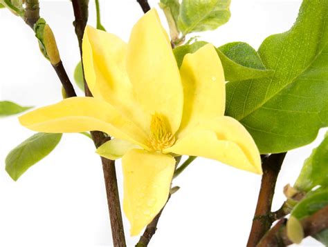 Magnolia Daphne Magnolia Daphne Günstig Kaufen
