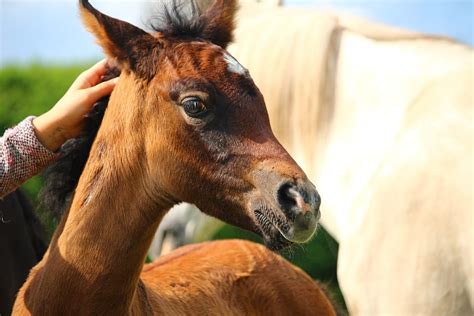 premature foal  force   reckoned    bolton horse racing news paulick report