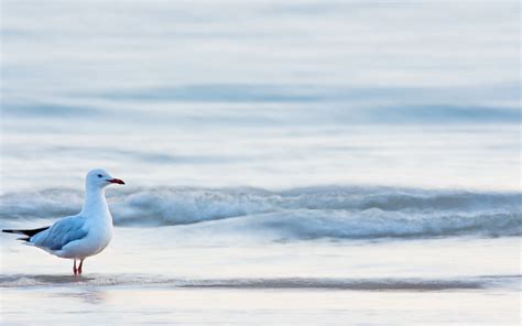 Beach Waves Sea Bird Seagull Wallpaper 1680x1050 11568