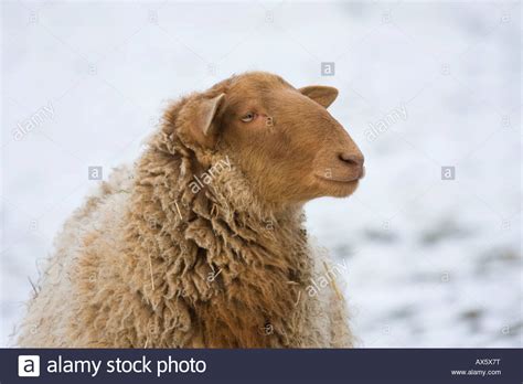 Coburg Fuchsschaf Breed Of Domestic Sheep Ovis Gmelini Aries Stock