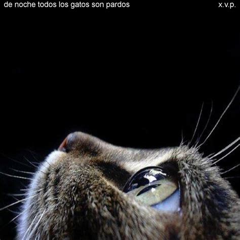 sintético 100 foto qué significa de noche todos los gatos son pardos el último