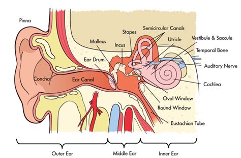 Open Your Ears Your Guide To Healthy Hearing Ear And Hearing Australia