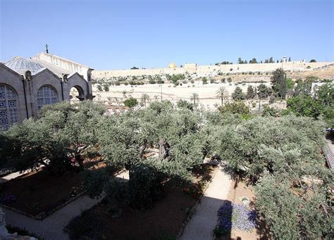 Jerusalems Olive Trees From Biblical Era Oldest On Earth