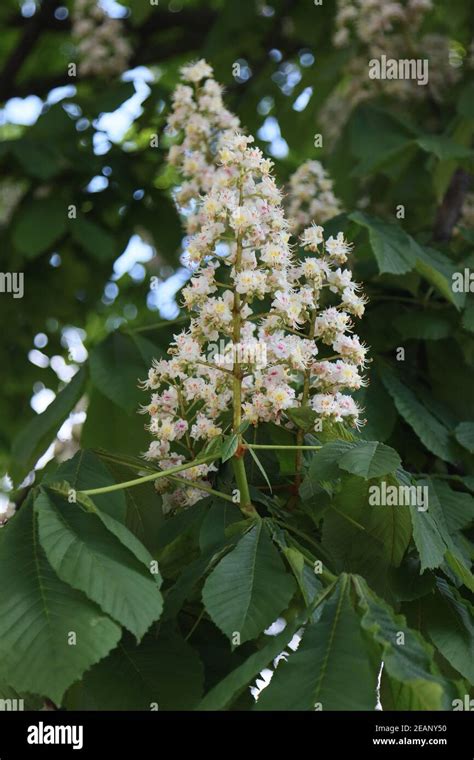 Flowering Chestnut Tree Stock Photo Alamy