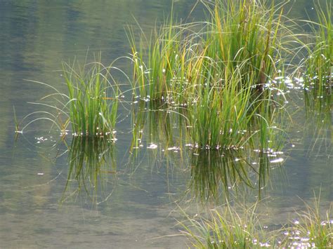 Lake Grass Plants Grass Lake
