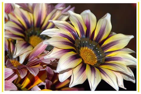 Immagini piantare fiori fiori bellissimi fiori piante. semplici fiori... Foto % Immagini| fiori, natura, piante ...