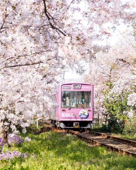 Sakura Train In Kyoto During Cherry Blossom Going To Arashiyama Best