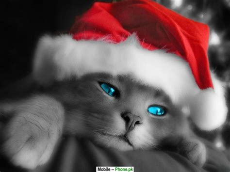 Cute Christmas Cat Wallpapers Mobile Pics