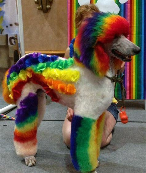 15 Poodles With Better Hairstyles Than You Dog Grooming Creative