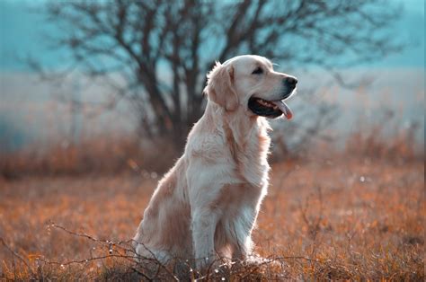 nature, Dog, Animals Wallpapers HD / Desktop and Mobile Backgrounds