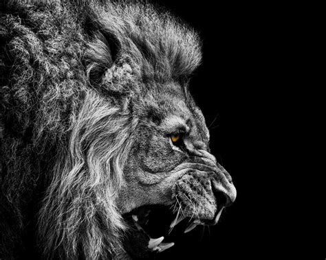 Free Download Lion Wallpapers Best Wallpapers 1920x1080