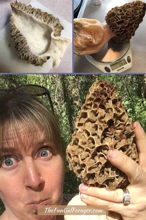 How To Find Morel Mushrooms In Idaho And Beyond A Comprehensive