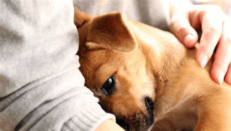 10 Ways To Show Love To Your Dog