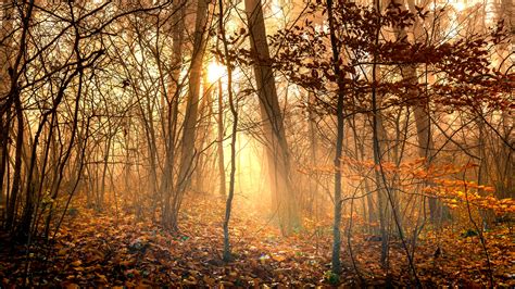 Golden Sunlight In The Autumn Forest Wallpaper Backiee
