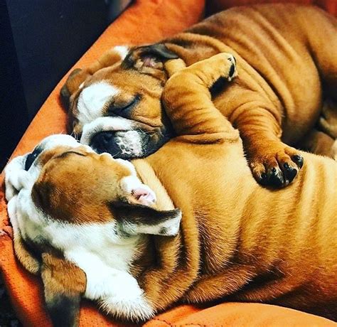 Their smooshy faces have been favored by royals for centuries, but are popular dogs to have in homes around the globe. Pin on Bulldogs are Bully
