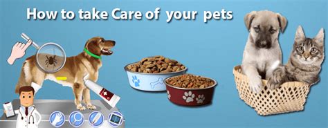 Make his food easier to chew you can get a variety of toys from many pet stores. How to take care of pets? Everything you need to know.