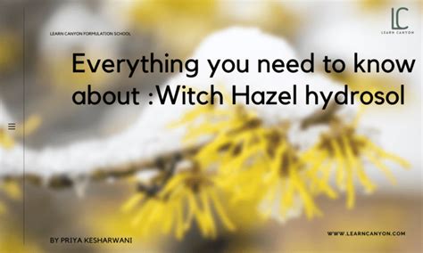 Witch Hazel Hydrosol Has Many Skin Advantages Learn Canyon