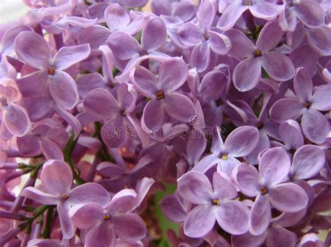 Macro Image Of Spring Lilac Violet Flowers Abstract Floral Background