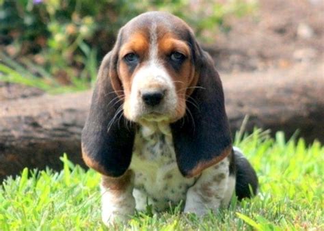 The most common basset hound puppies material is ceramic. Amedelyofpotpourri: Basset Hound Breeders In Pa