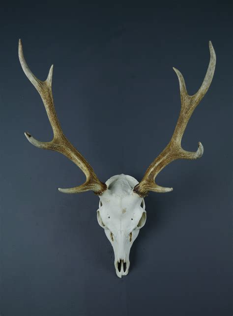 Japanese Sika Deer Skull And Antlers Antlers Horns And Skulls