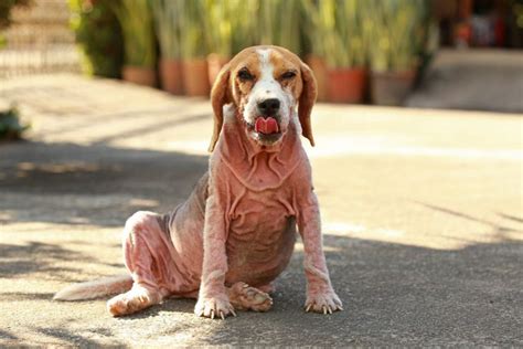 Tips To Identify Treat And Prevent Dog Mange Facty