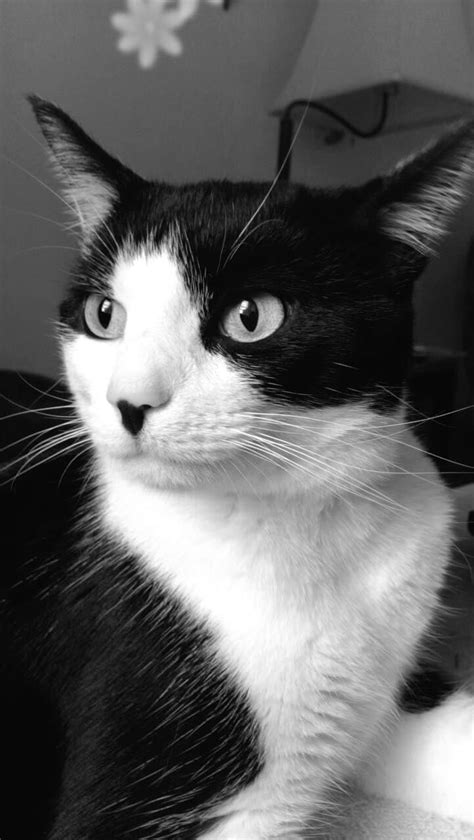 Tuxedo Cat Named Nosy Vintage Black And White White Cat Breeds