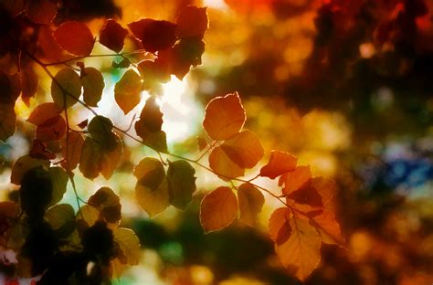Autumn Light Leaves 5k Hd Nature 4k Wallpapers Images Backgrounds