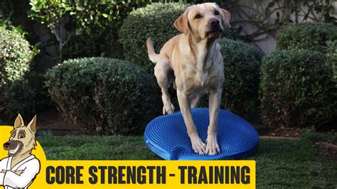 Core Fitness Strength Training For Your Dog Robert Cabral