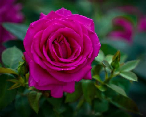 Fuchsia Rose Photograph By Susan Rydberg Fine Art America