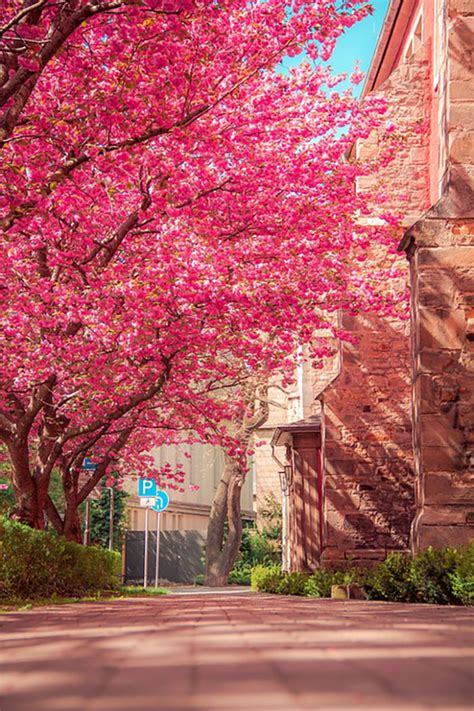 Sep 26, 2021 · while this means they can get quite crowded, particularly during golden week and the cherry blossom season, the villages really are a treat to visit. Cheap Cherry Blossom Trees Are For Sale and They Look ...
