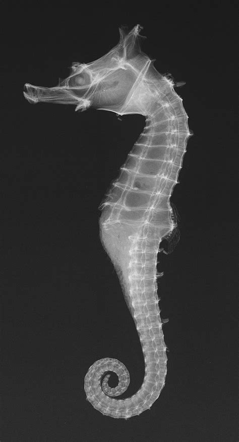 ▶ set brightness, contrast & saturation of a photo. X-ray Vision: Dhiho's Seahorse | Smithsonian Institution